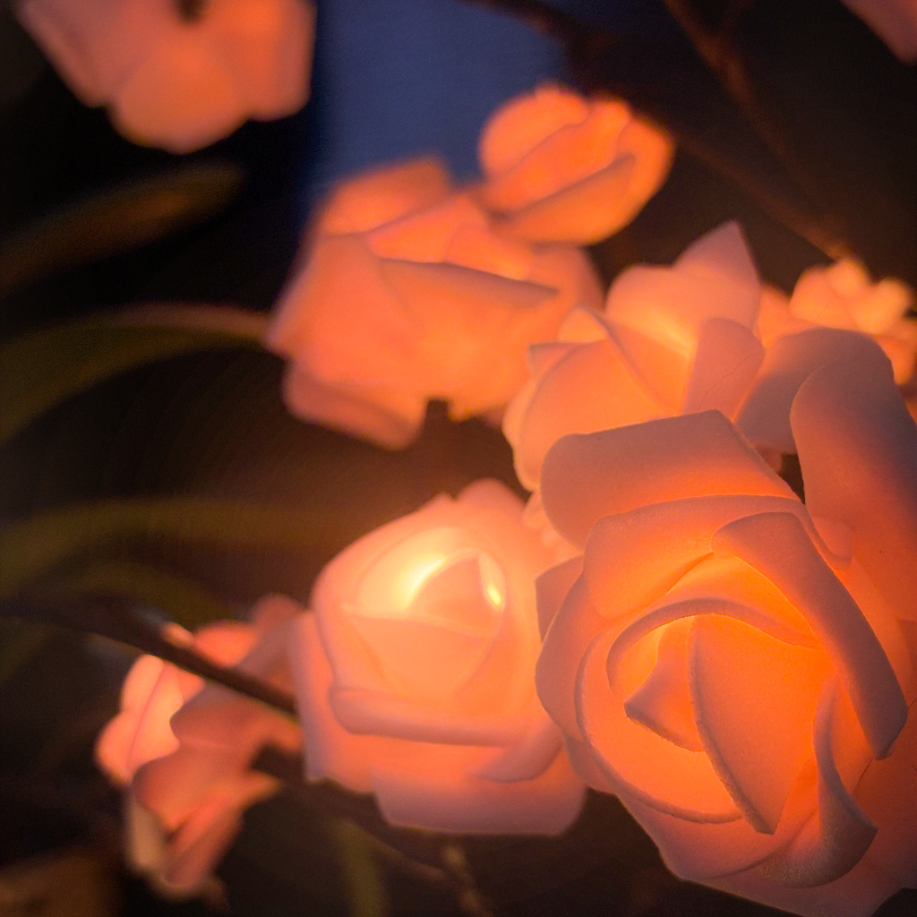 Arbora Eternal Rose LED